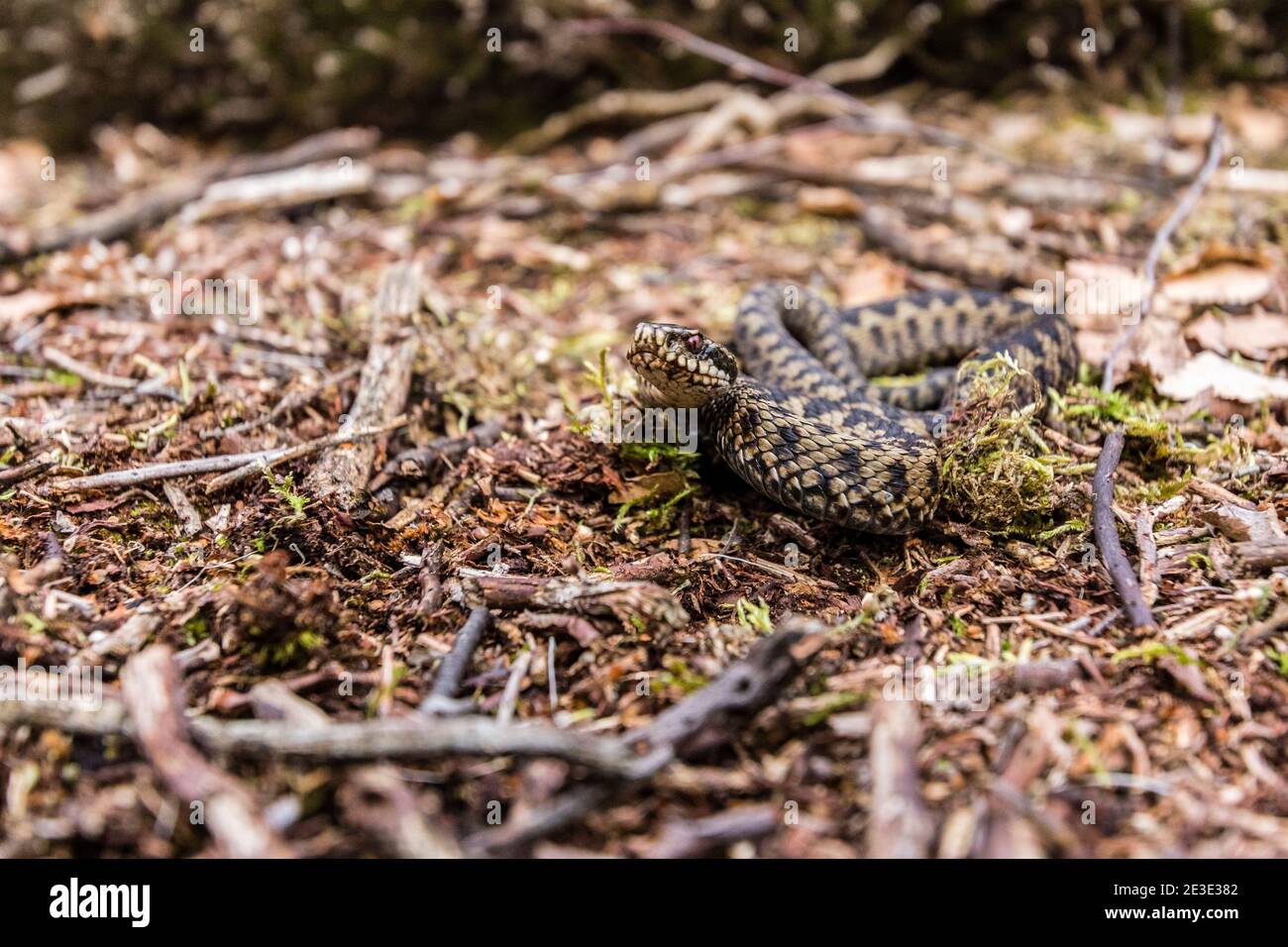 Europinian adder hi-res stock photography and images - Alamy