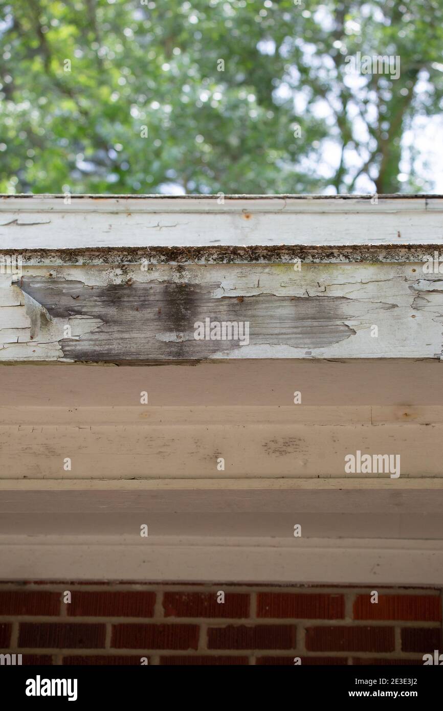 Paint peeling off a white roof fascia board Stock Photo Alamy