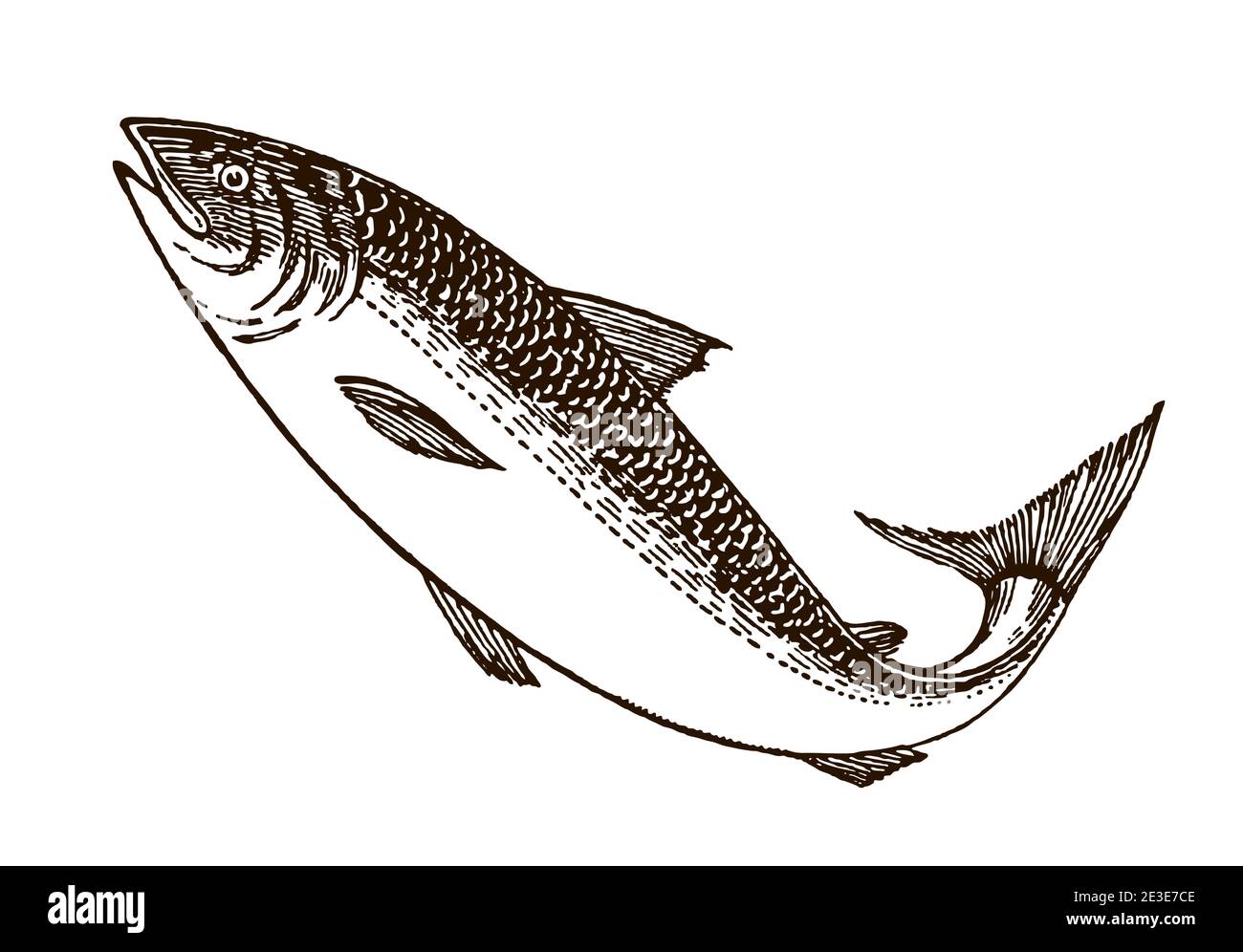 Jumping salmon in side view. Illustration after an antique drawing from the early 20th century Stock Vector