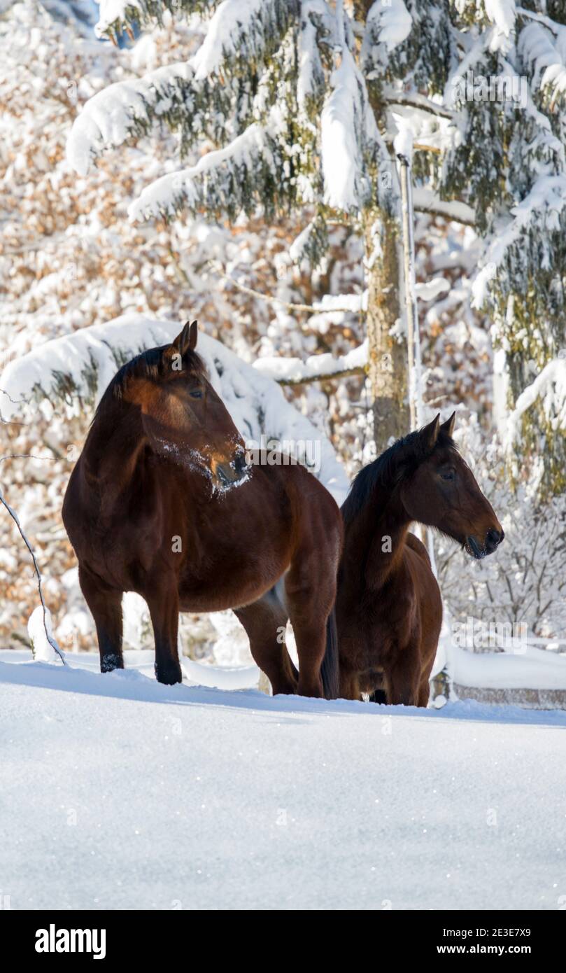 Wild Horses In Snow High Resolution Stock Photography and Images - Alamy