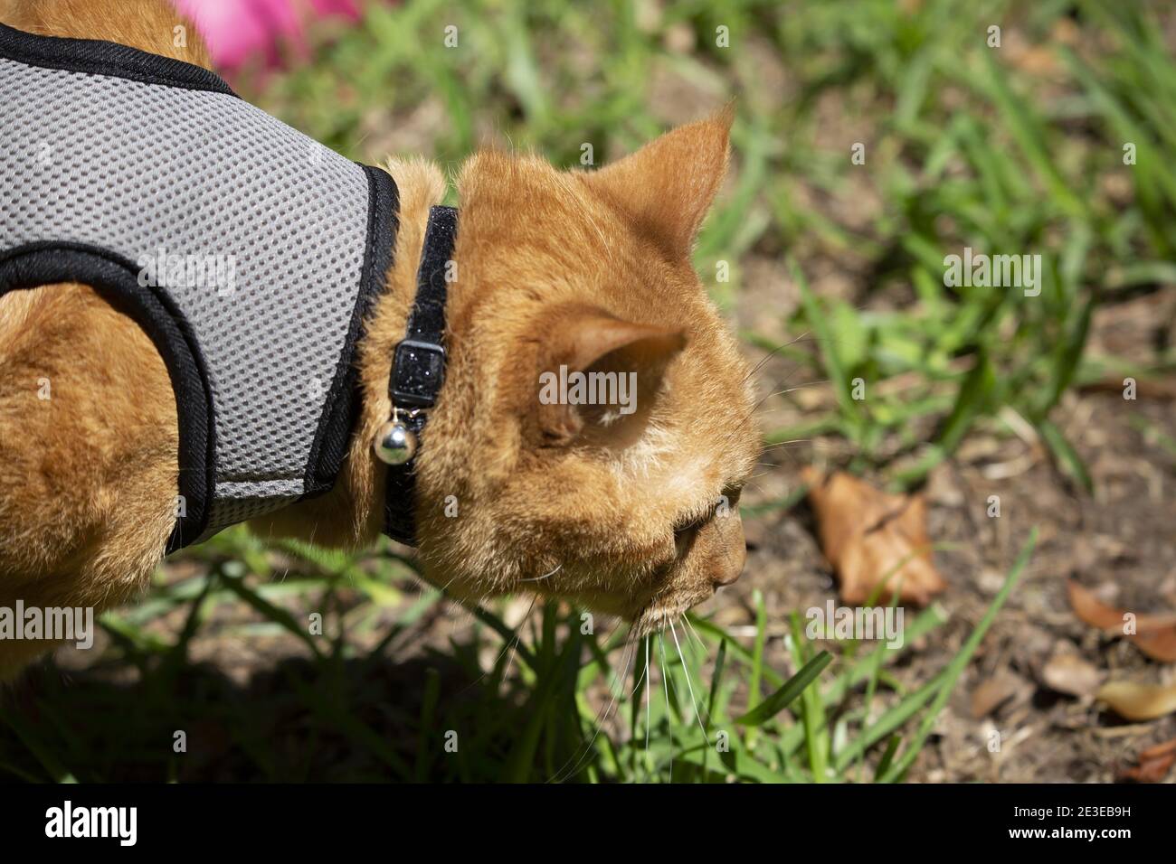 Orange cat in harness hi-res stock photography and images - Alamy