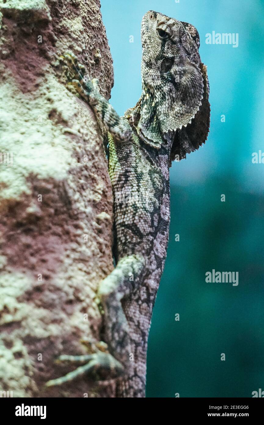 Iguana lizard climbing on a rock Stock Photo