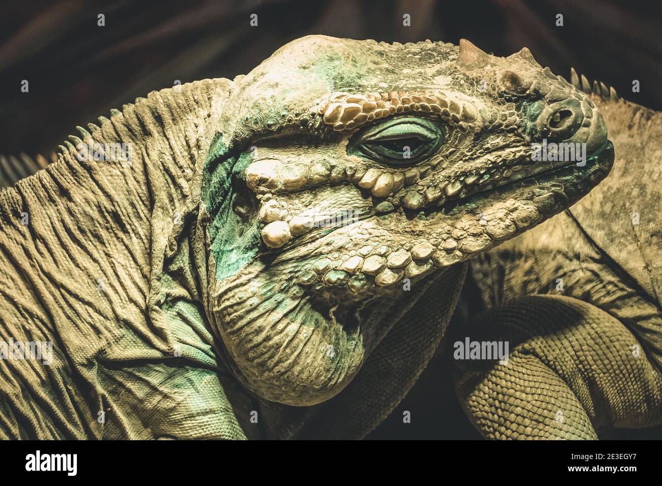 Green iguana lizard - close-up photograph Stock Photo