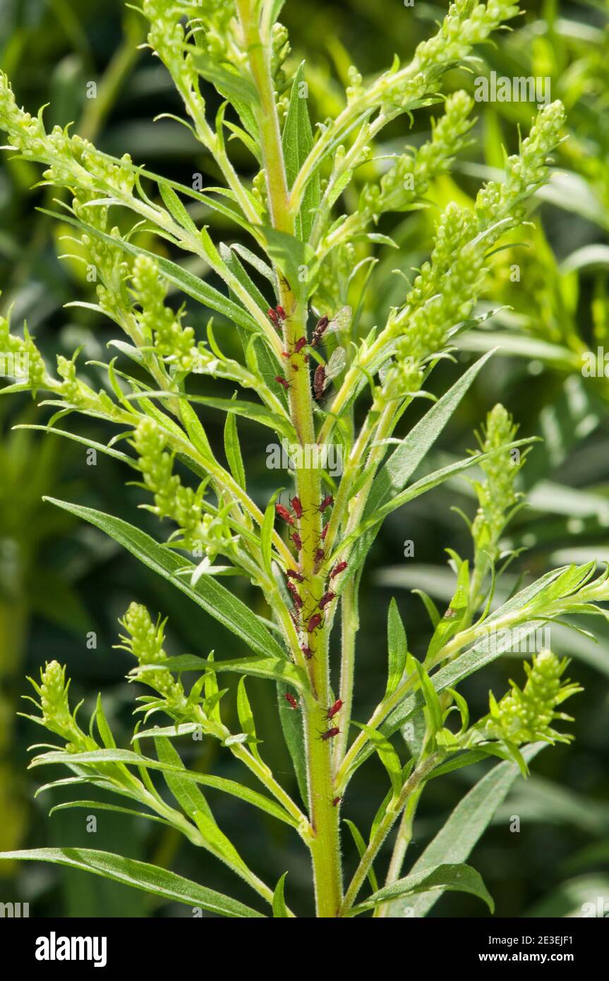 Balsam Lake, Wisconsin. Red Goldenrod Aphid, Uroleucon nigrotuberculatum, on Goldenrod plant. Stock Photo