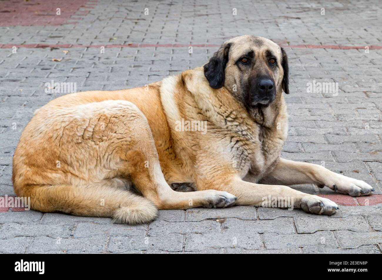 Close-up of Anatolian Shepherd Dog, lying on the ground. Selective focus Stock Photo