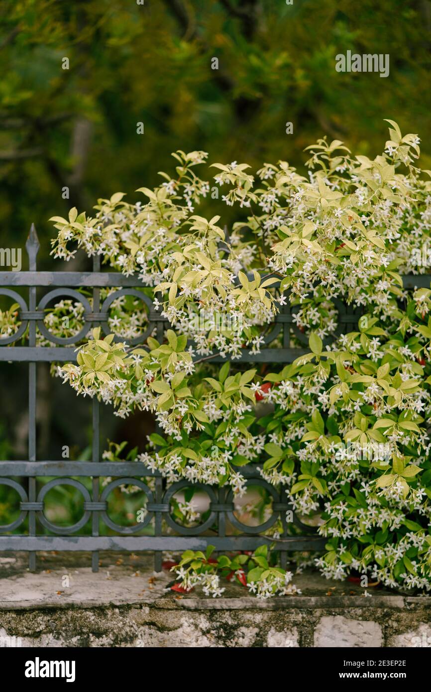 Fluffy bush of jasmine on a metal fence against the backdrop of trees. Stock Photo