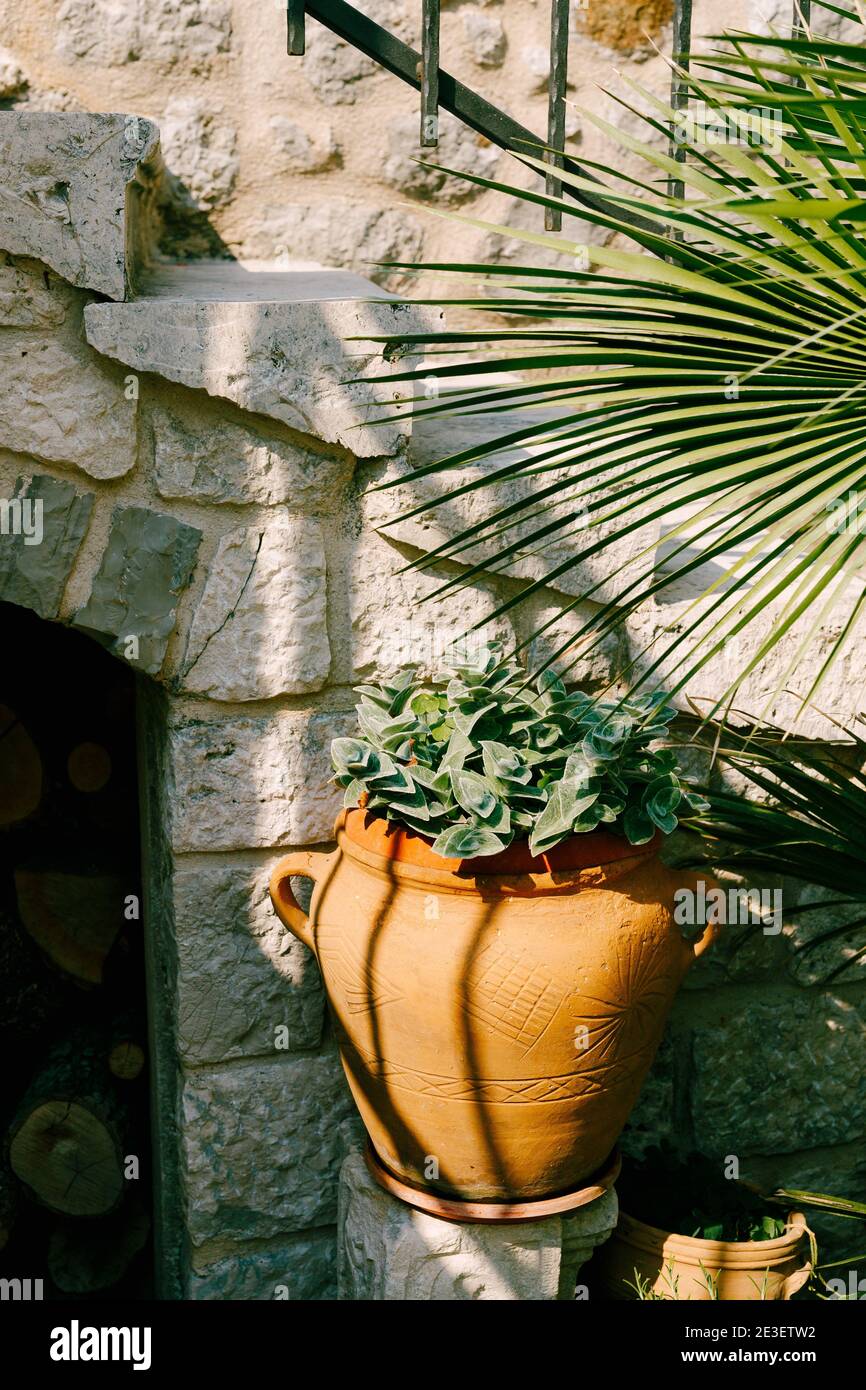 Outdoor stone flowerpots planters with hosta plant and date palm at the stone stairs. Stock Photo