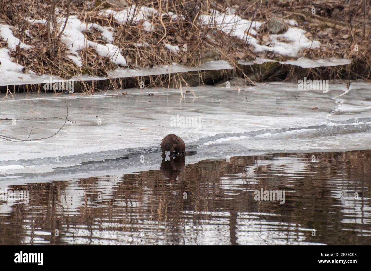 Mink lake hires stock photography and images Alamy