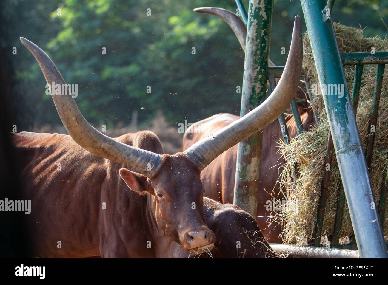 Watusi cattle with huge horns feeds on hay at the trough Stock Photo