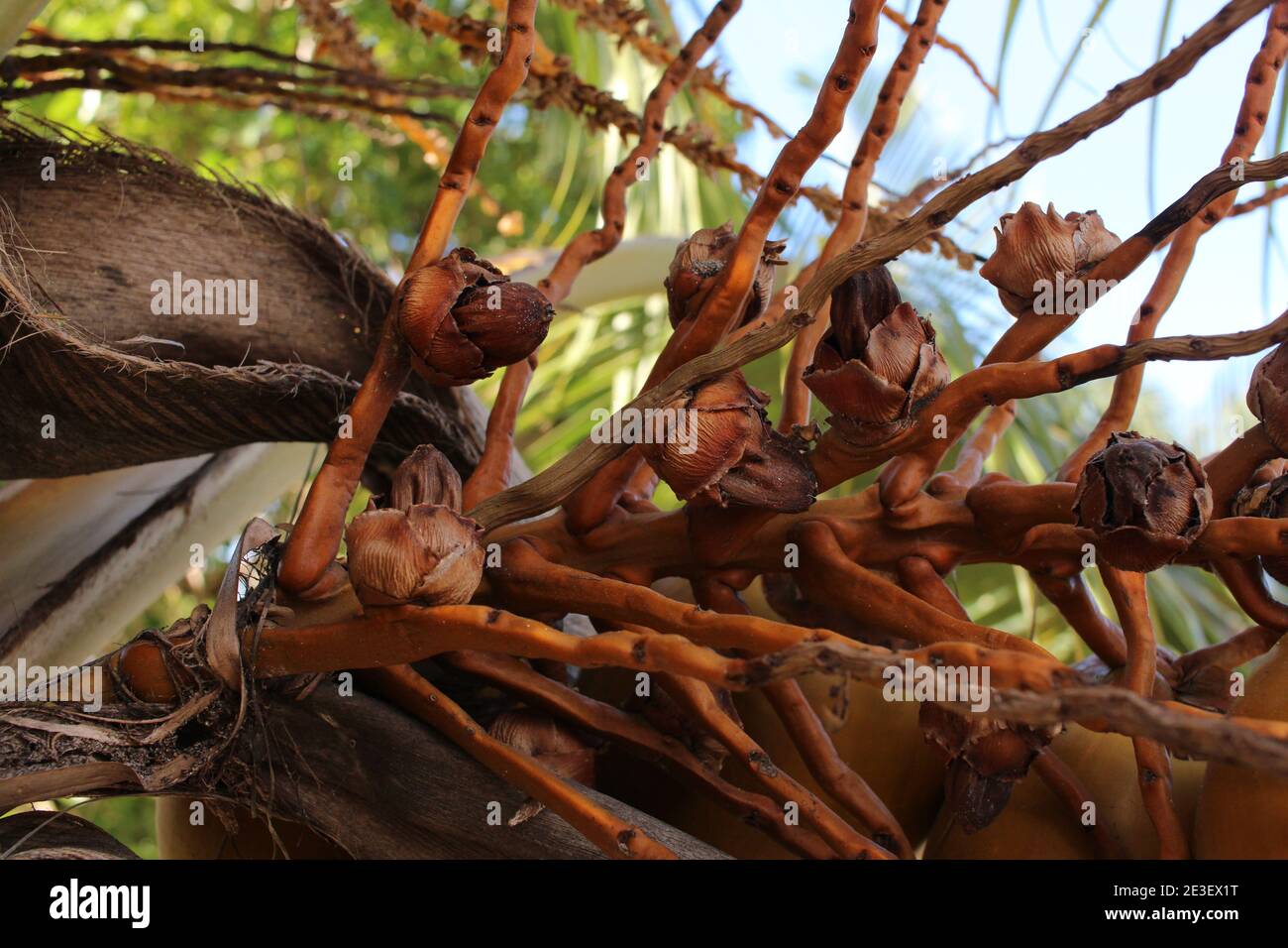 coconut tree branch close up Stock Photo Alamy