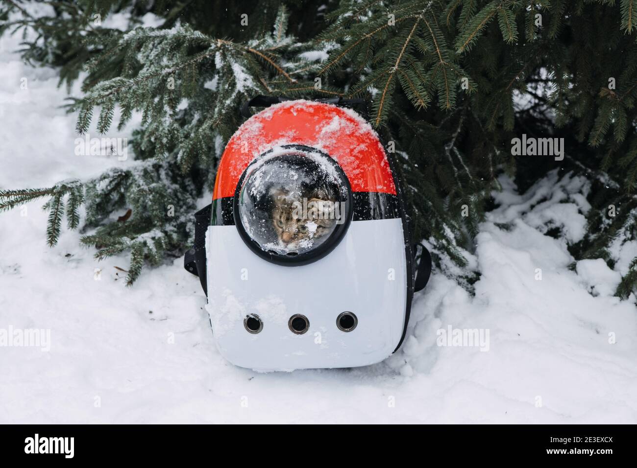 Cat in Pet Carrier Backpack in winter park, forest. Bubble Backpack