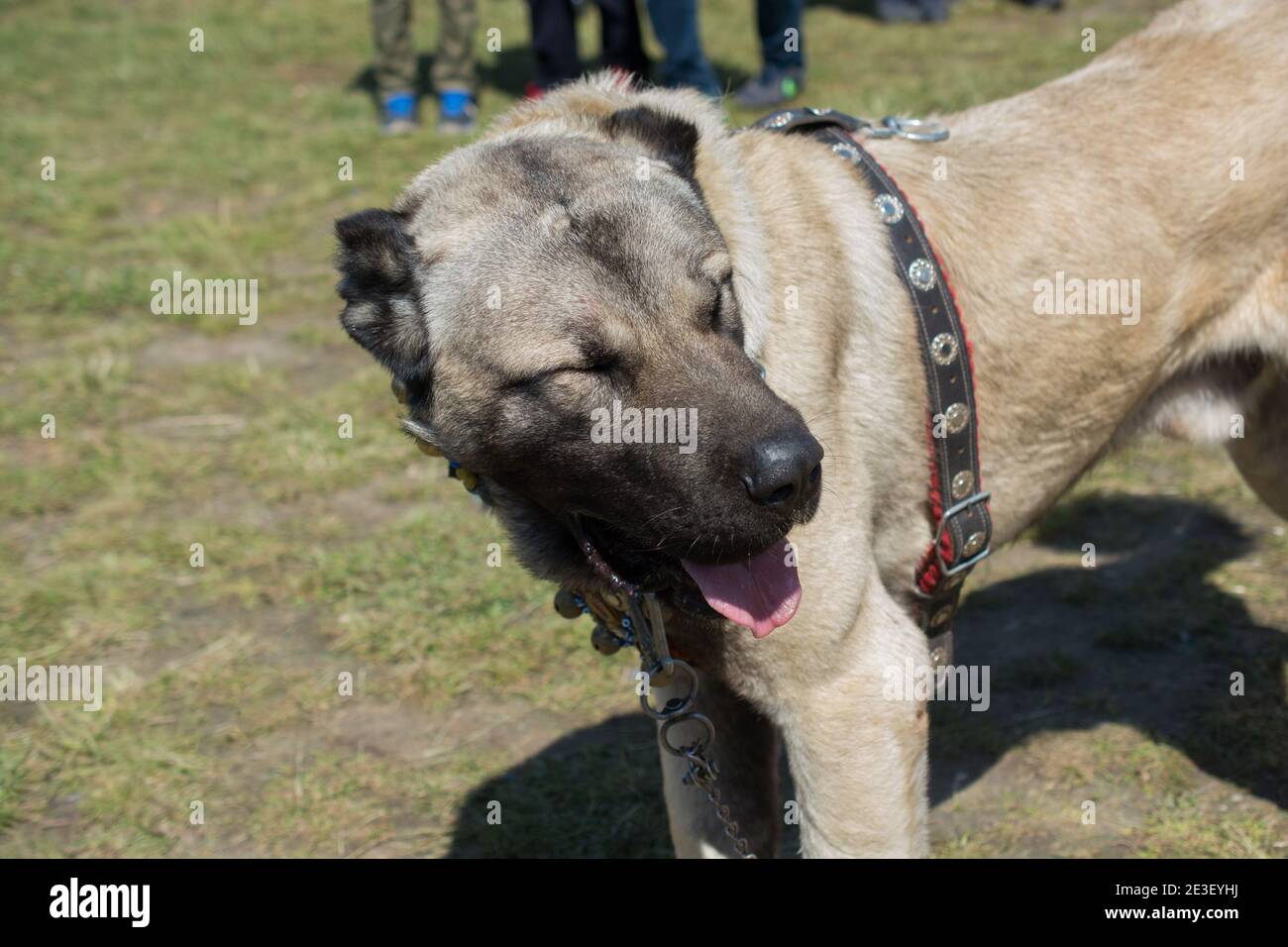 Turkish breed shepherd dog Kangal as livestock guarding dog Stock Photo