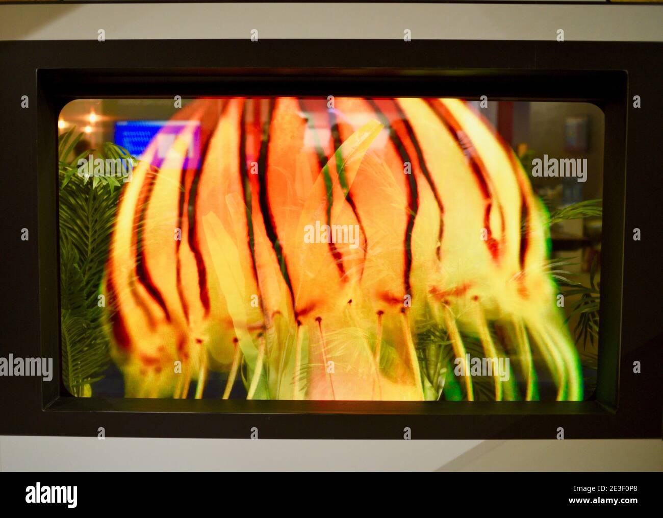 Panasonic transparent OLED glass display module, showcased in exhibit booth at CES, world's largest trade show Las Vegas, NV, USA Stock Photo