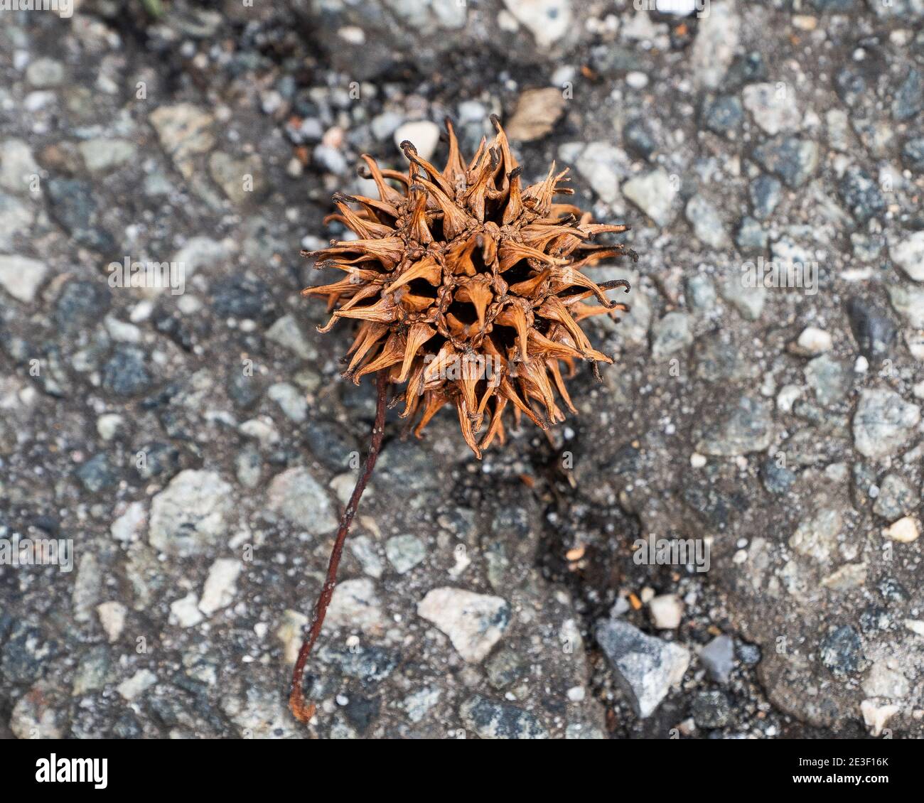 Spiky Sweet Gum Tree ball seen on asphalt ground. Stock Photo