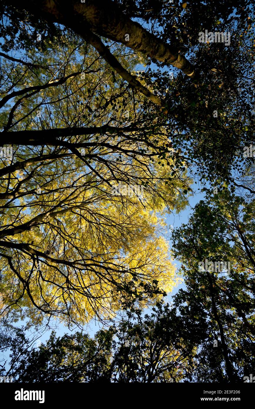 Canopy woodland hi-res stock photography and images - Alamy