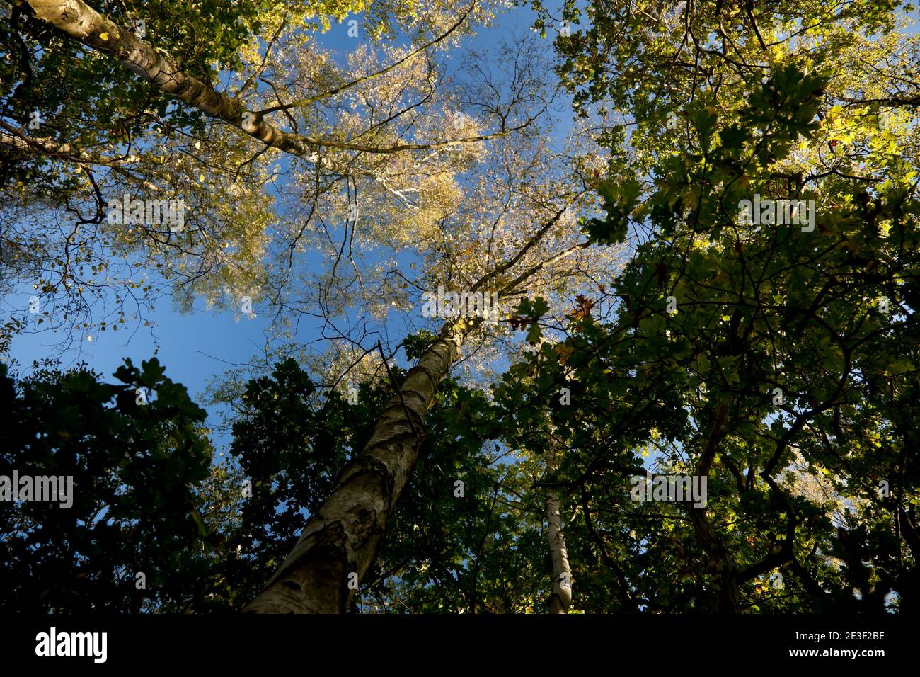 A strong blue autumn sky high above a sunlit birch wood canopy; turning-leafed green crowns atop slender oak and ash trees share the woodland interior Stock Photo
