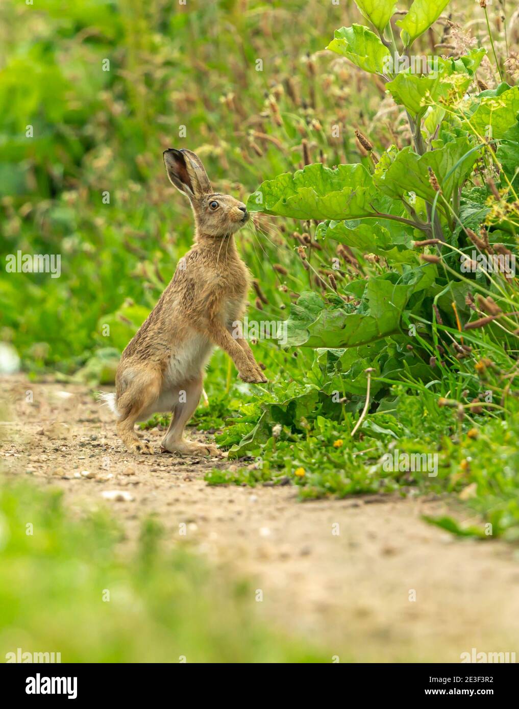 Portrait of a Brown Hare (Scientific name: Lepus Europaeus) rearing up on back hind legs and sniffing at a leaf with lush green vegetation in summer. Stock Photo