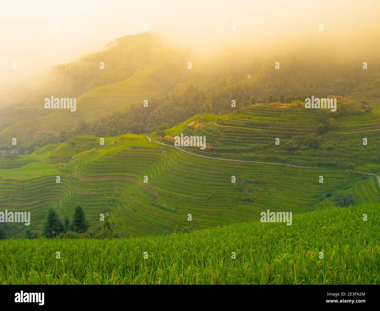 Green rice terrace fields in summer, China Stock Photo