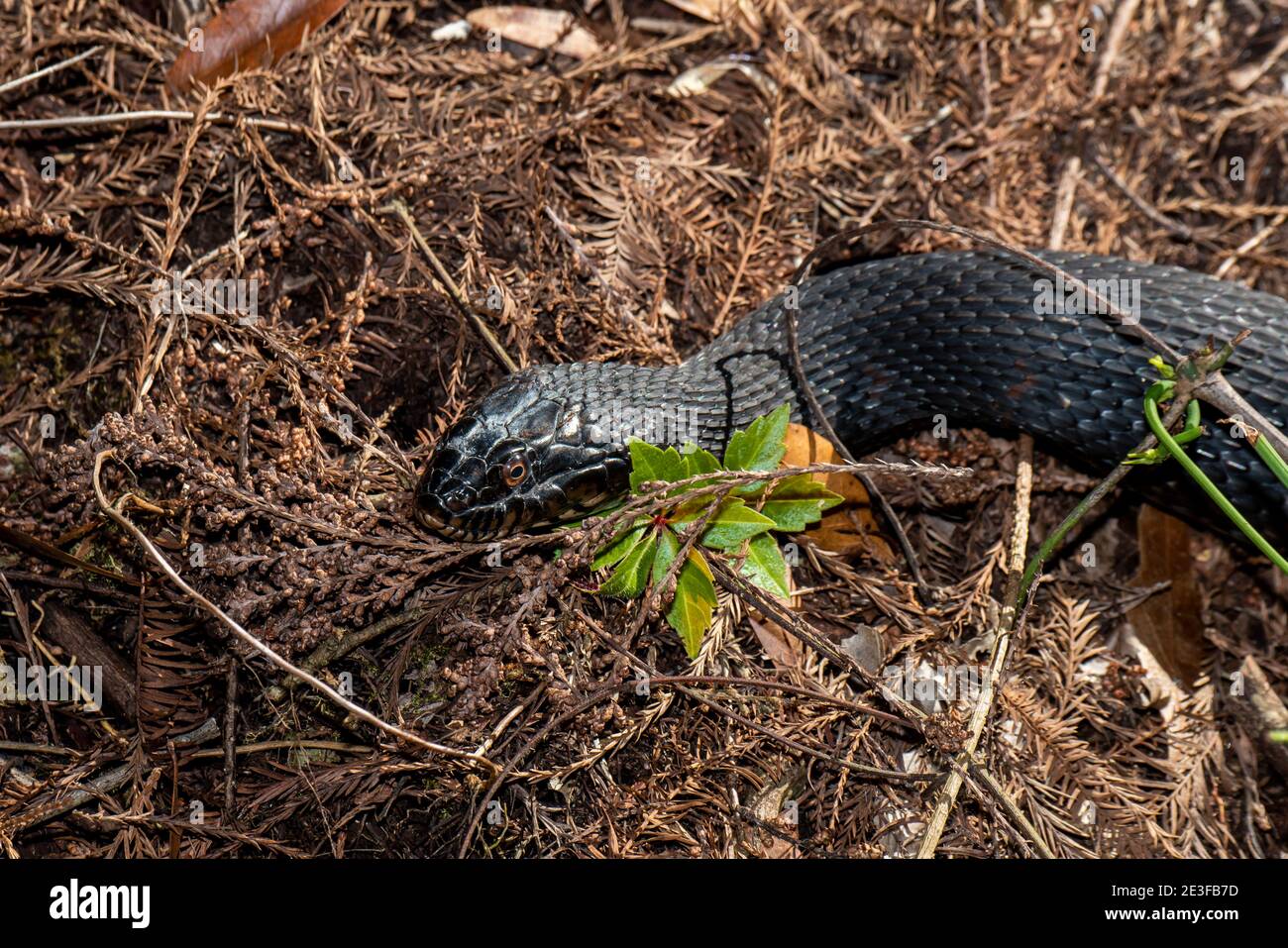 Copeland, Florida.  Fakahatchee Strand State Preserve Park.    Close up view of a Banded water snake 'Nerodia fasciata' in the Everglades. Stock Photo