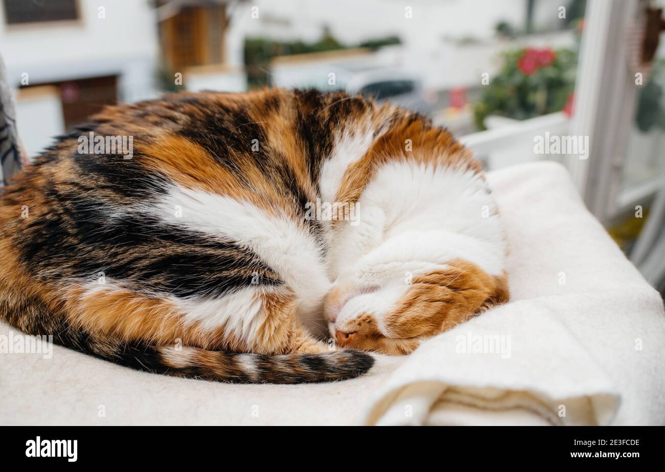 Cute tricolor cat sleeping on her cat tree Stock Photo