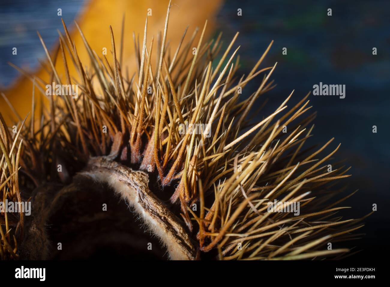 Needle Wrapper Macro Photo of Detail of Chestnut Wrapper With Needles. The Wrapper is ...