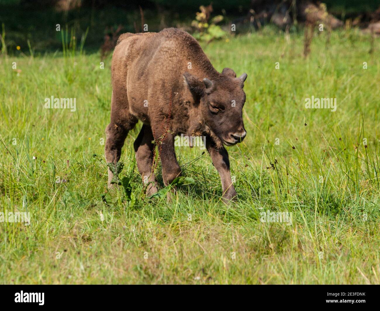 Young endangered european wood bison, or wisent, in Bialowieza primeval forest, Poland and Belarus Stock Photo