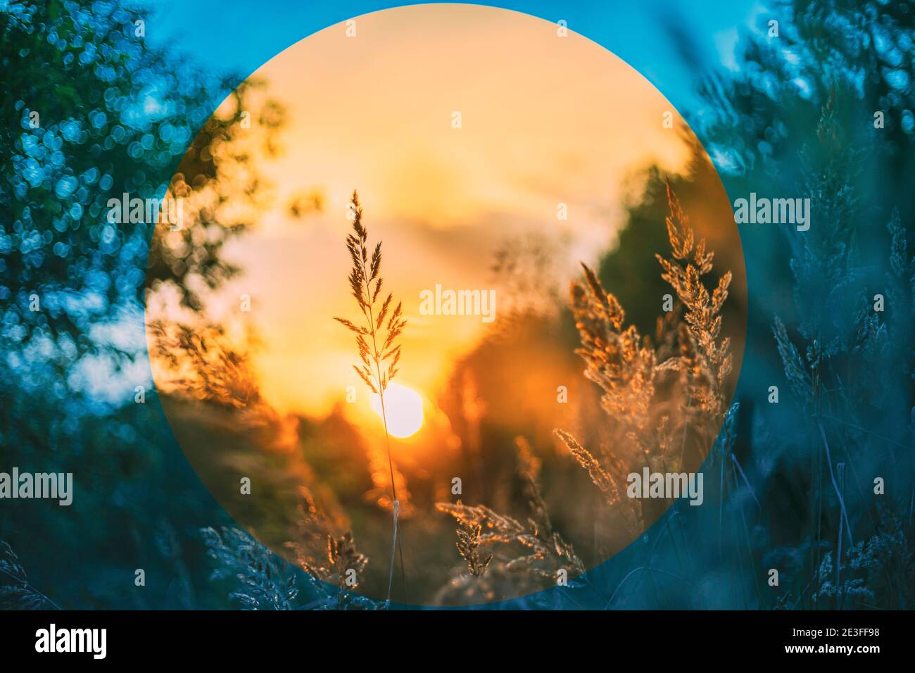 Summer Dry Autumn Grass In Sunset Sunrise Sunlight. Meadow In Fall ...