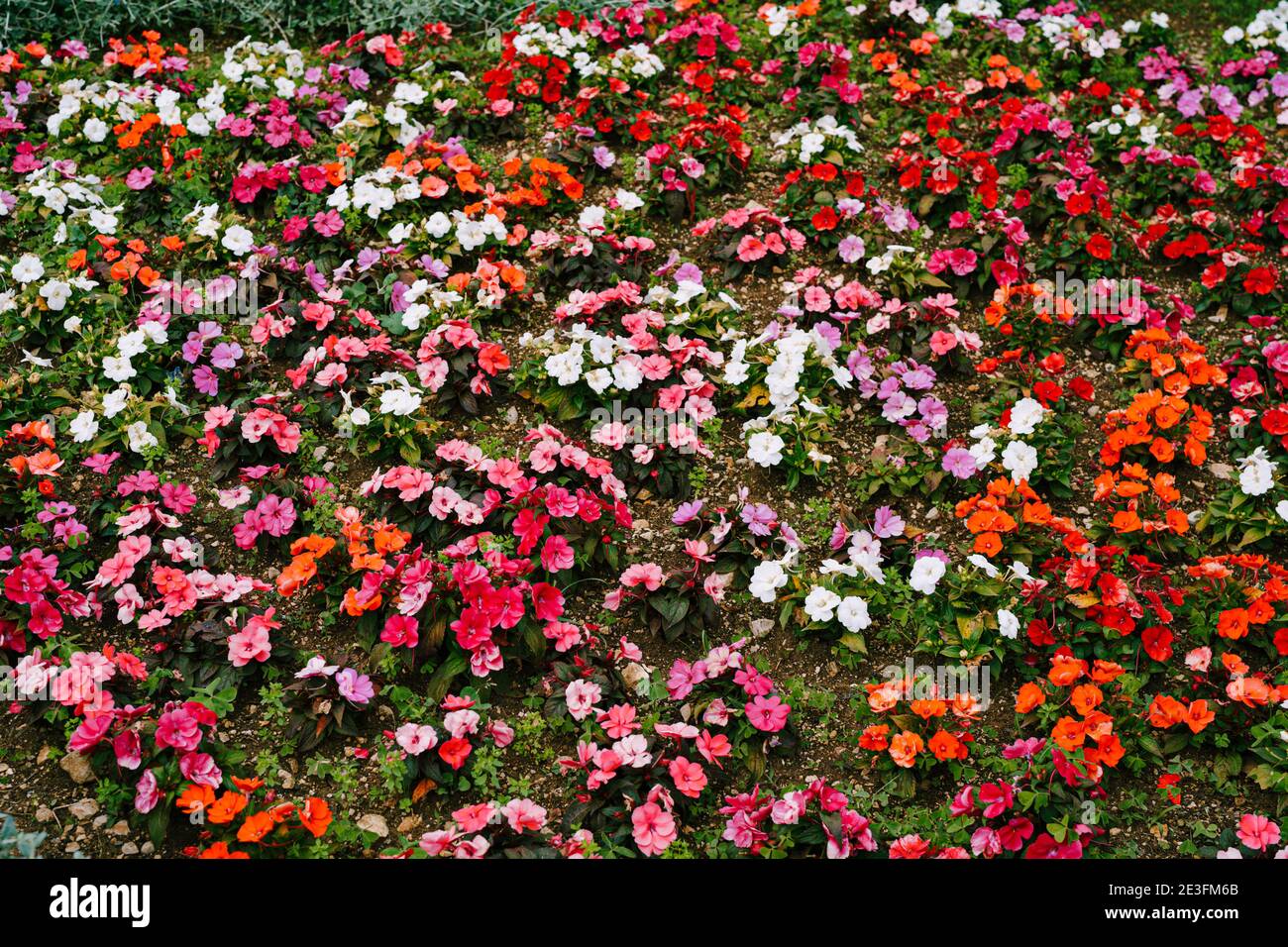 Red, white, orange and purple balsam flowers on the garden bed. Stock Photo
