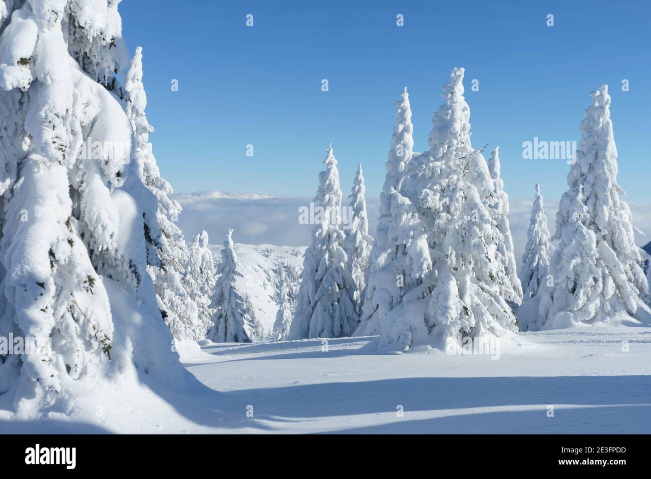 Winter mountain landscape. Fir trees under the snow Stock Photo - Alamy