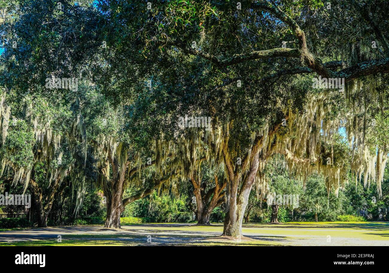Spanish Moss in Southern Trees Stock Photo Alamy