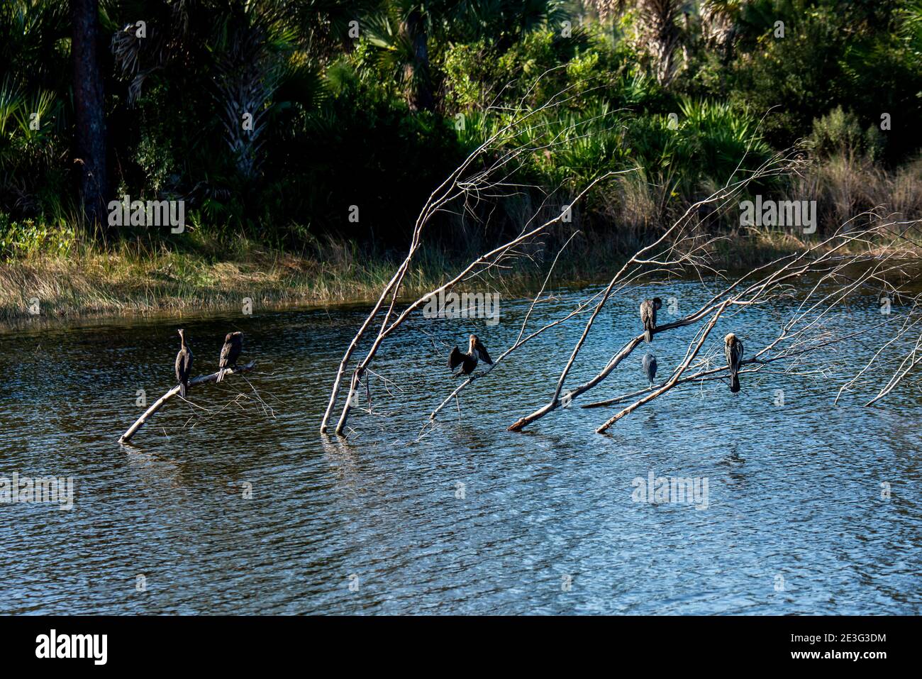 Naples, Florida. A variety of birds including Anhingas perched on tree branches in a lake in the Naples Botanical Garden. Stock Photo