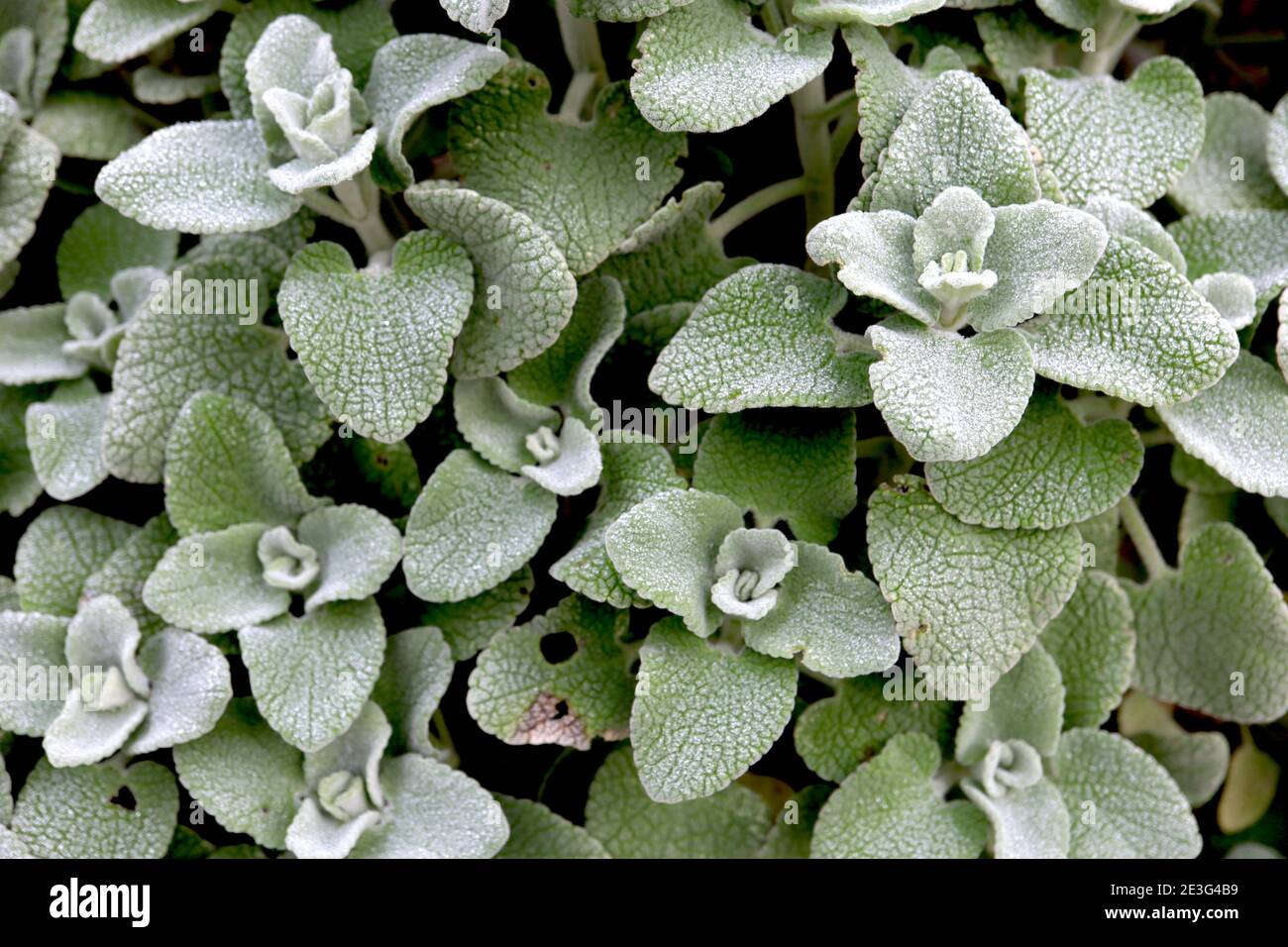 Ballota pseudodictamnus False dittany – silver-green woolly leaves January, England, UK Stock Photo