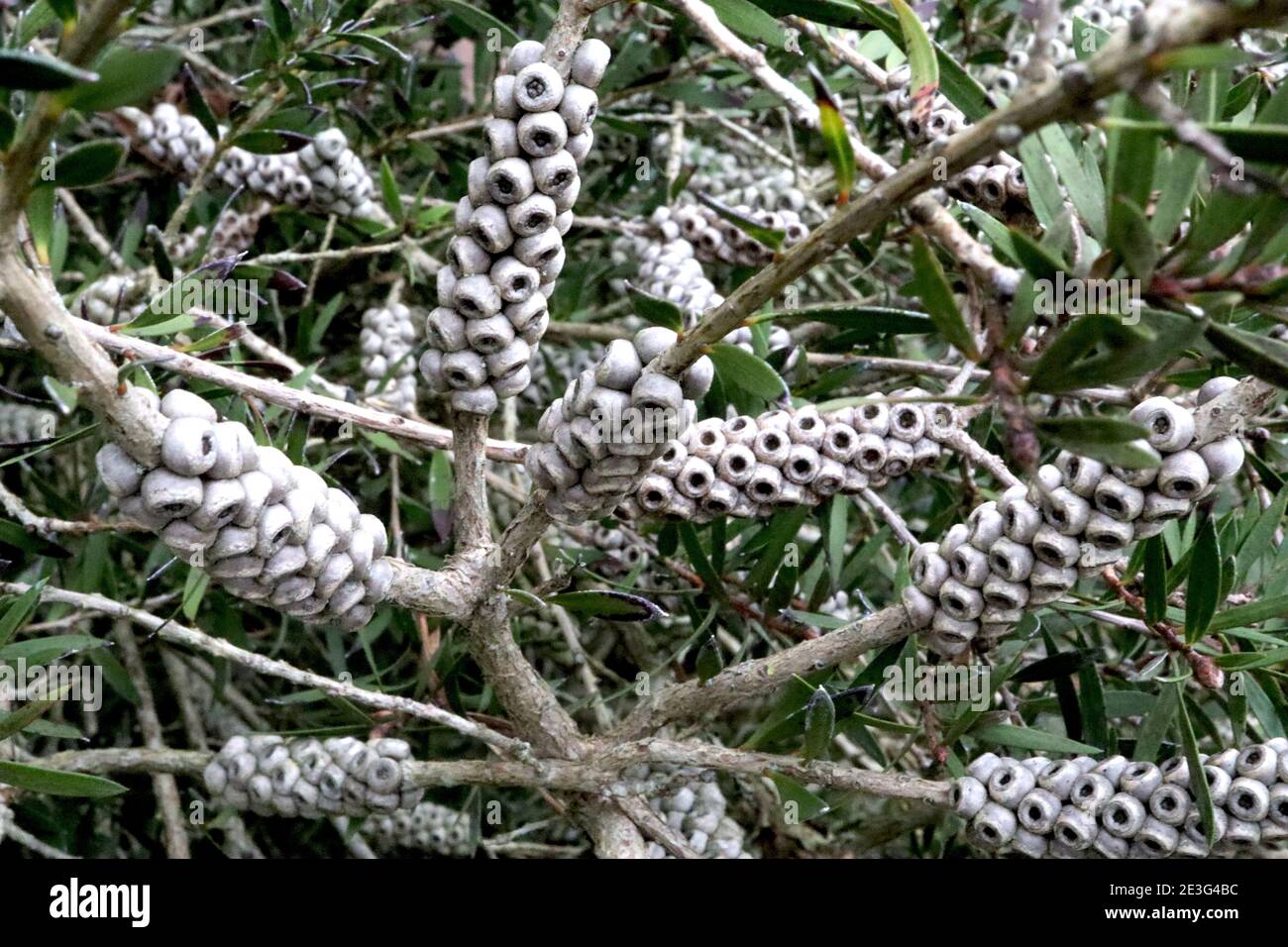 Callistemon Viminalis 500-10,000 Seeds, Weeping Bottle Brush Tree, Orn