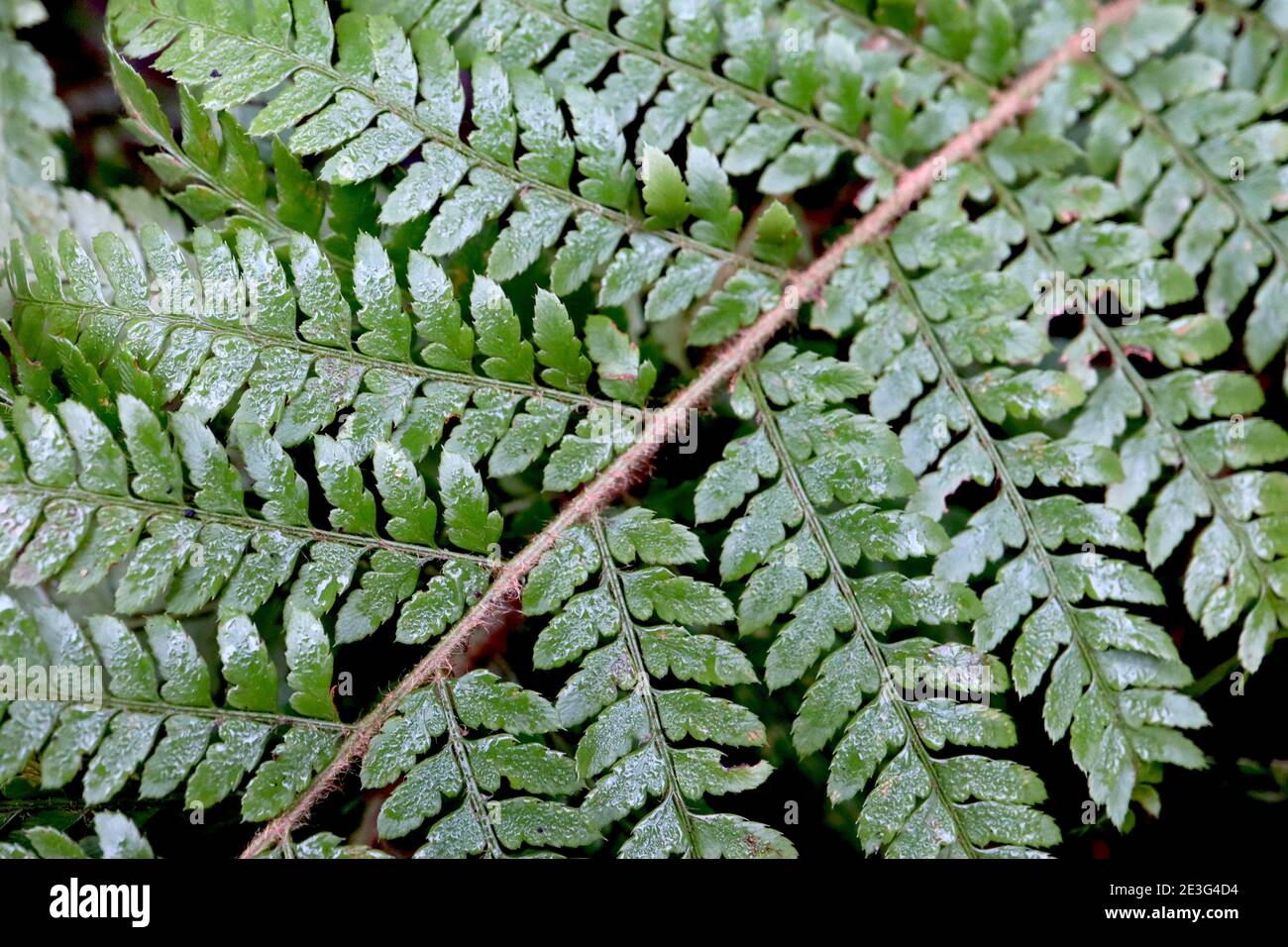 Polystichum setiferum soft shield fern – lacy fronds of a fern leaf  January, England, UK Stock Photo