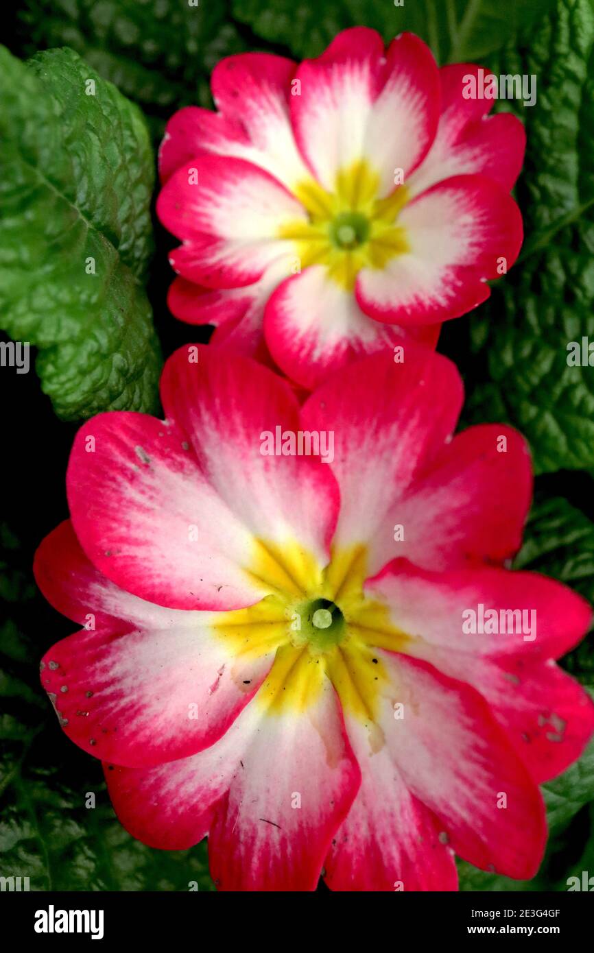 Primula acaulis ‘Danova Series Bicolor Rose and white’ White flowers with pink edges and yellow centre January, England, UK Stock Photo