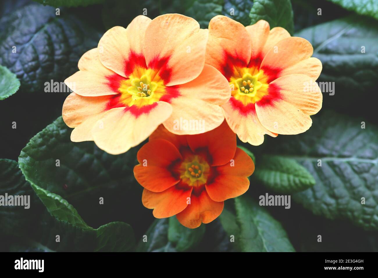 Primula acaulis ‘Daniella Apricot’ Apricot flowers with red halo and green centre,  January, England, UK Stock Photo