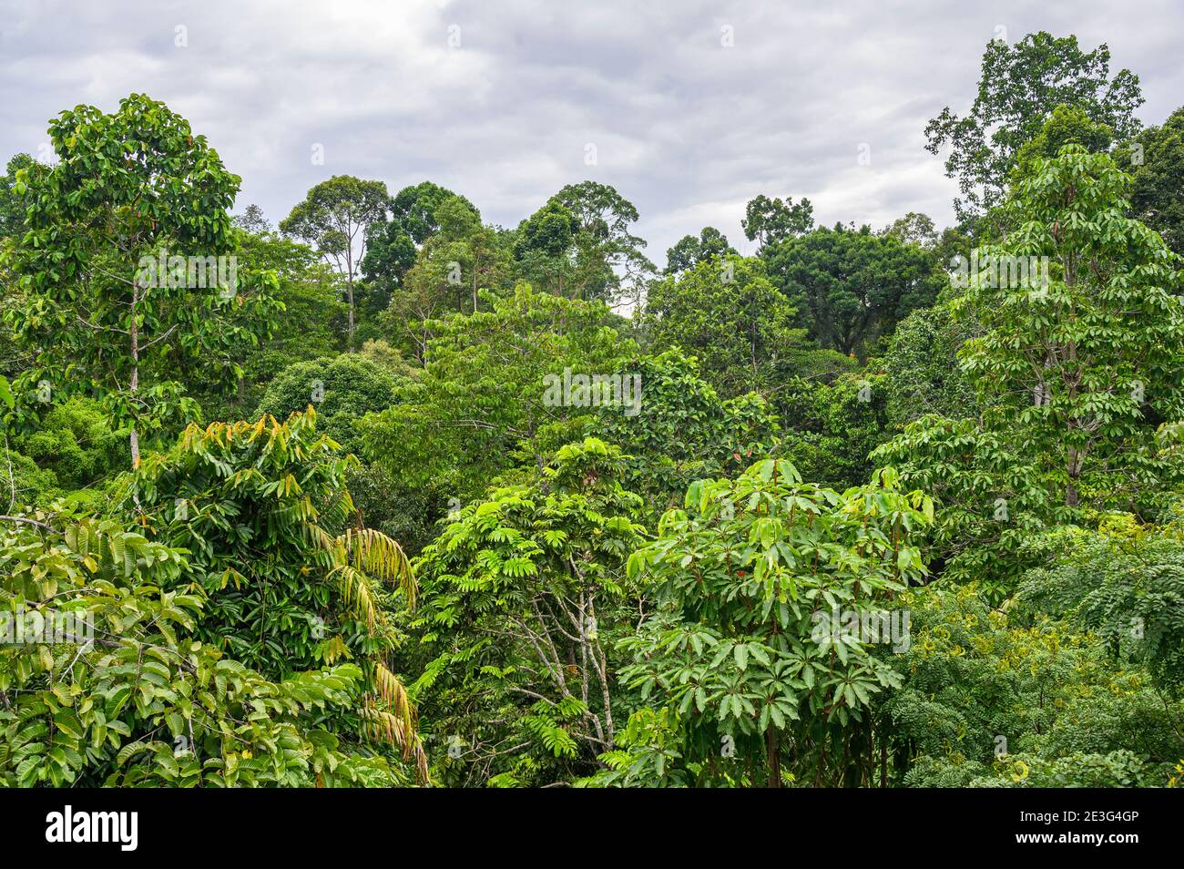 rainforest canopy and emergent layer Stock Photo