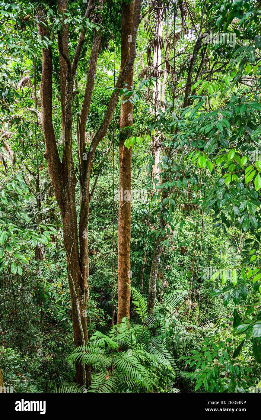 layers of the rainforest Stock Photo