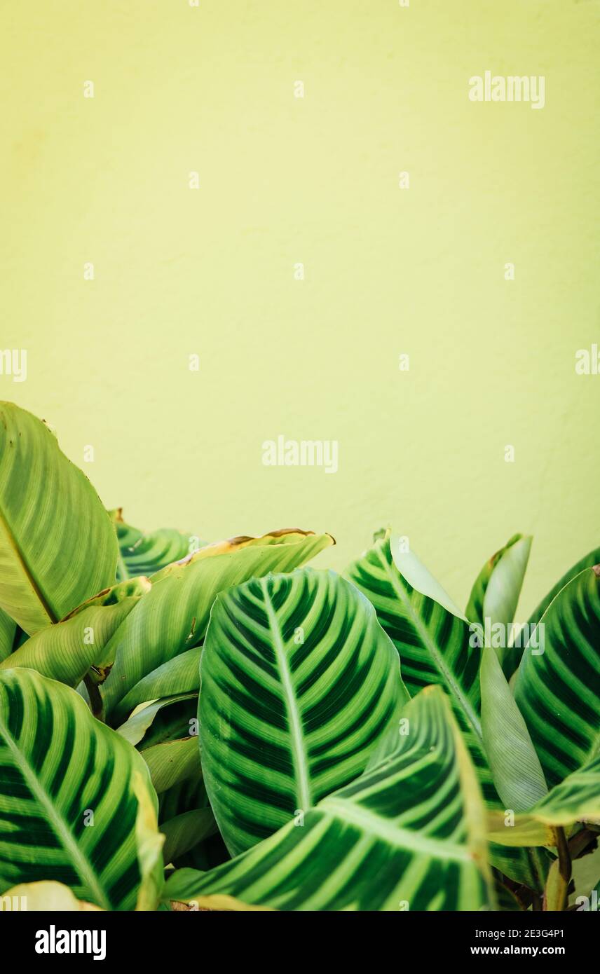 Close up of a tropical Prayer Plant (Maranta leuconeura) in front of bright green coloured wall with copy space Stock Photo