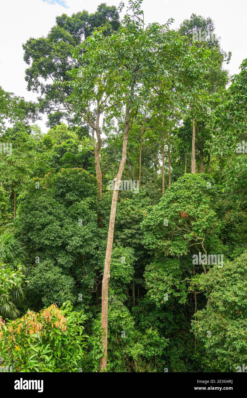 canopy, emergent and understory layers of a rainforest Stock Photo