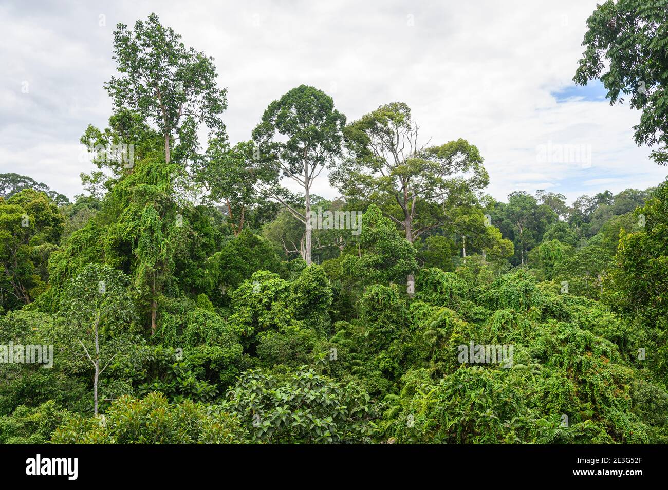 rainforest canopy and emergent layer in Malaysia Stock Photo Alamy