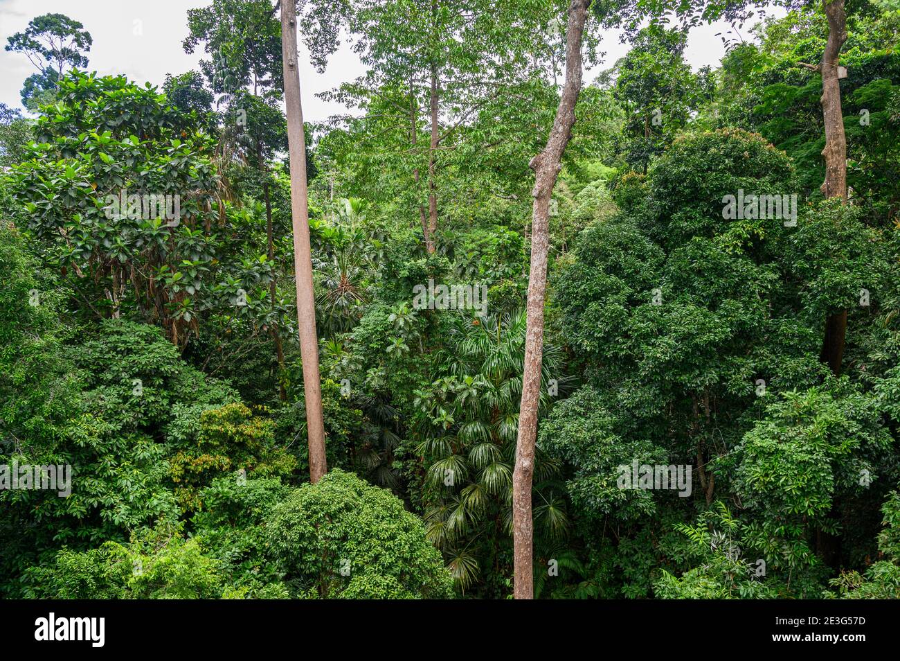 Understory layer hi-res stock photography and images - Alamy