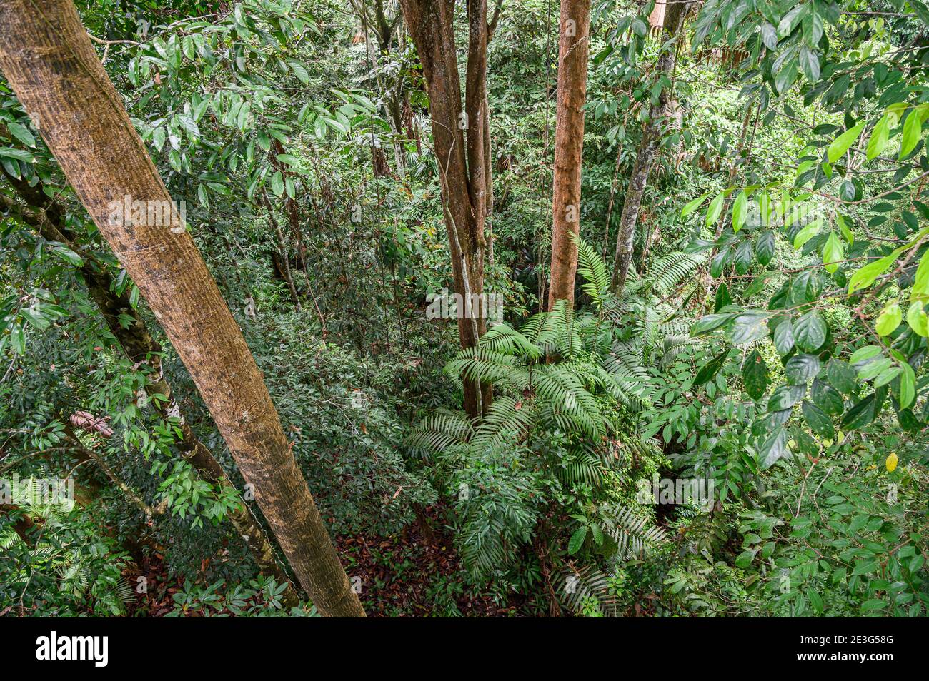 looking down into the rainforest from above Stock Photo