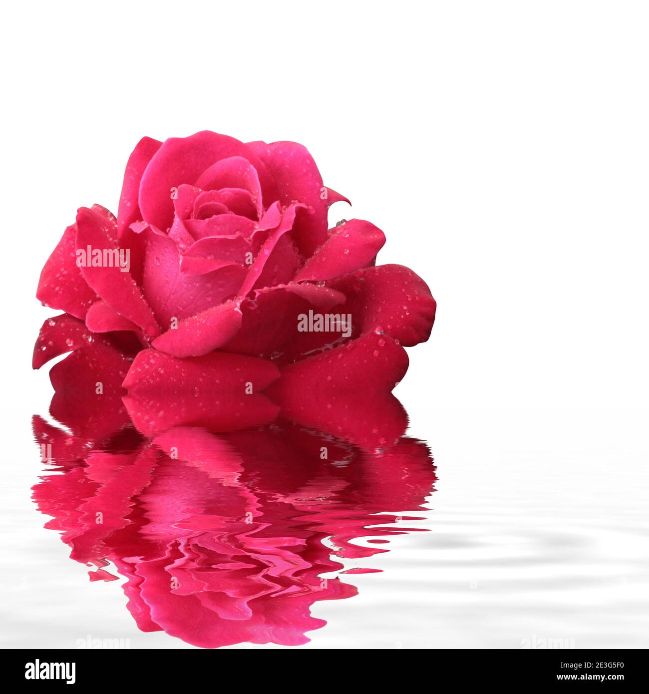 Unnatural Roses Natural rose from botanical garden Stock Photo - Alamy