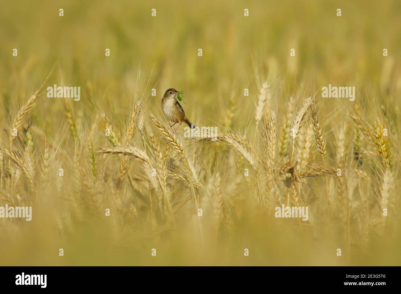 Zitting Cisticola (Cisticola juncidis) adult with grasshopper in bill sitting on ears of grain in cereal field, Andalusia, Spain Stock Photo