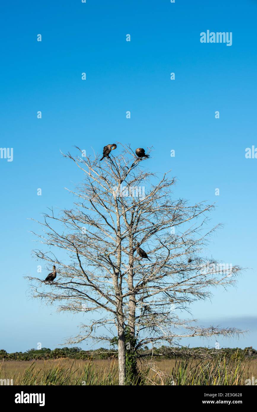 Florida. Four Anhingas sitting in a barren tree in the everglades soaking up the sun. Stock Photo