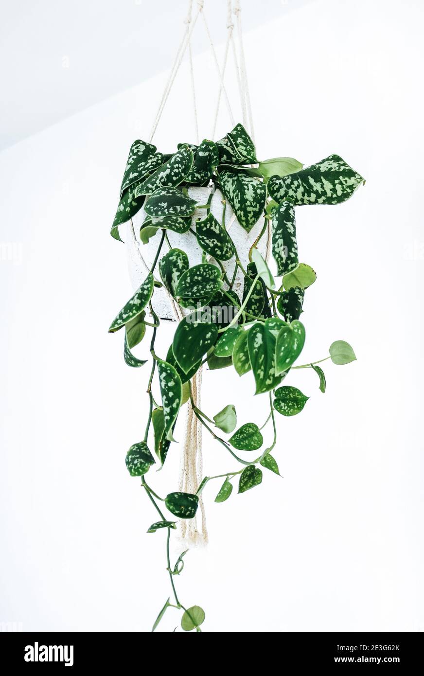 21 Hanging Plant Hook Stock Photos, High-Res Pictures, and Images