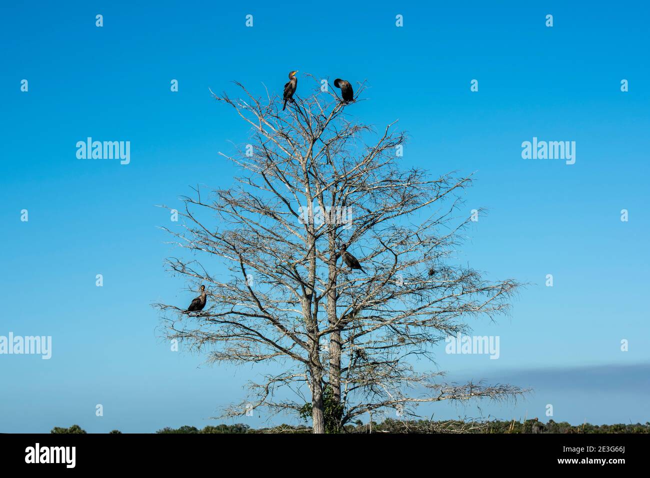 Florida. Four Anhingas sitting in a barren tree in the everglades soaking up the sun. Stock Photo