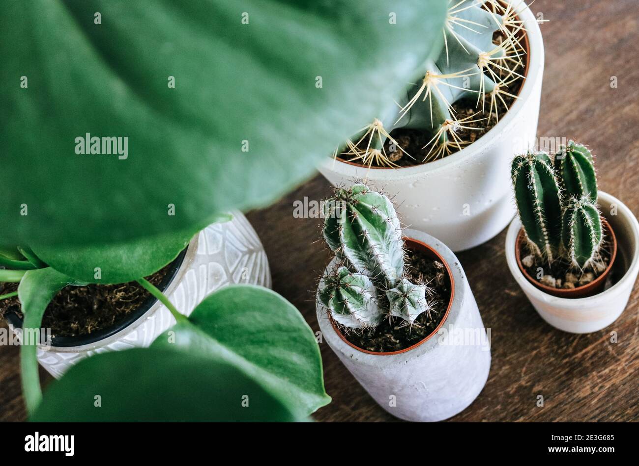 Three cacti standing under a Monstera plant on a wooden vintage sideboard Stock Photo