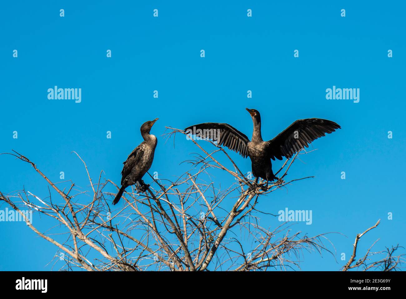 Florida. Two Anhingas sitting in a barren tree in the everglades soaking up the sun. Stock Photo